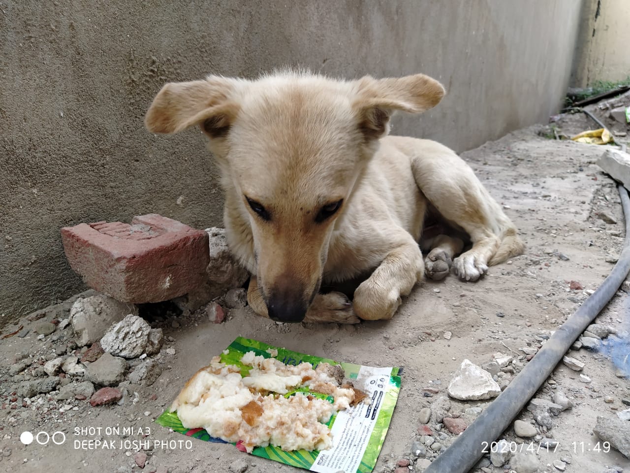 Feeding Our Street Friends